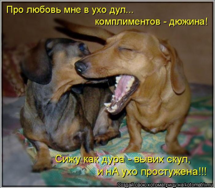 Лучшие котоматрицы недели (50 фото)