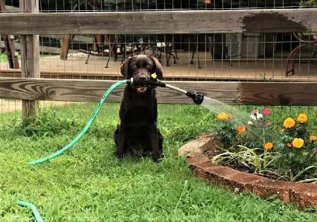 Мастера на все четыре лапки: фото четвероногих помощников по хозяйству
