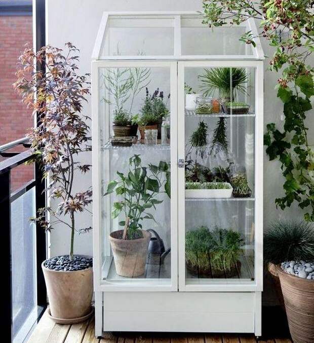 Оранжерея в витринном шкафу. Фото с сайта http://gardenista.com
