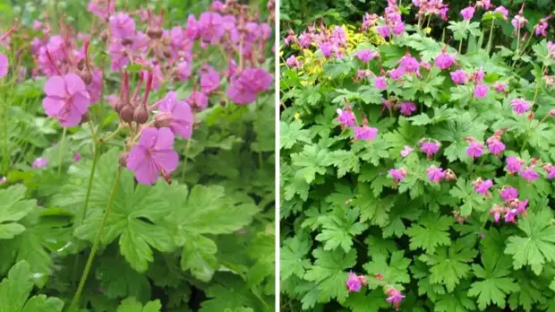 Как вытеснить сорняки с участка при помощи цветов