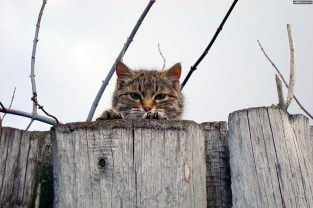Коты, выглядывающие из своих укрытий (25 фото)
