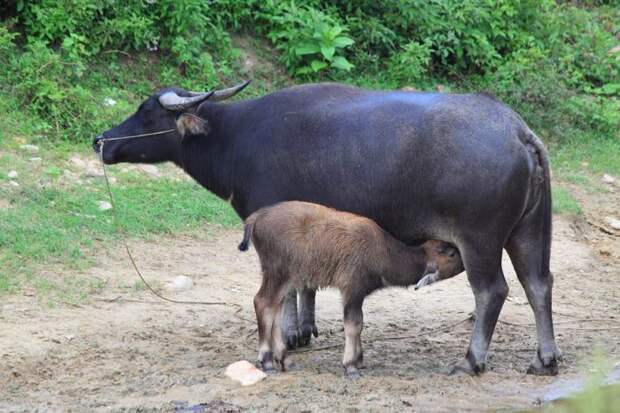 Размножение буйвола индийского