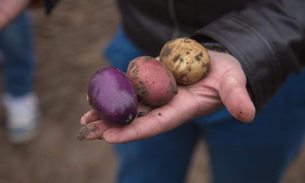 В Вельске назвали самые живучие сорта картофеля для Арктики