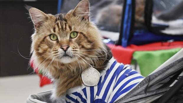 Неприятный запах изо рта у кошки: почему это опасно и что делать