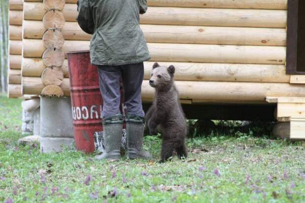 Жительница Тувы преодолела 4000 километров чтобы отвезти медвежонка в заповедник