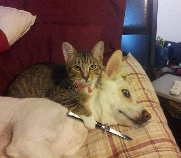 кот и пес