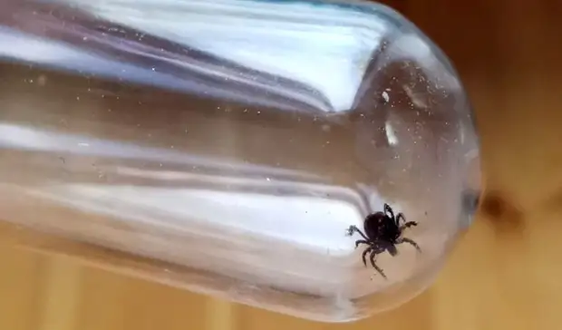 «Лезут отовсюду»: кровососущие твари осаждают жителей Приморья