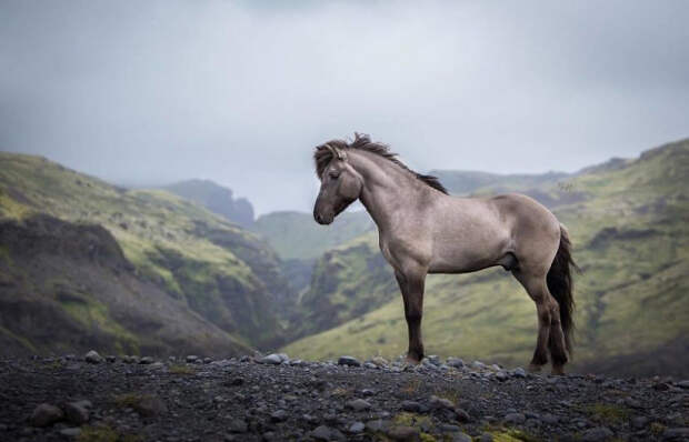 Лошади на фоне исландских пейзажей