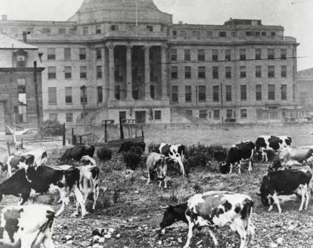 До 1930 года Бостонская детская больница содержала коров для производства свежего молока