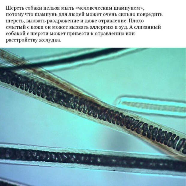 Фото различных предметов под микроскопом