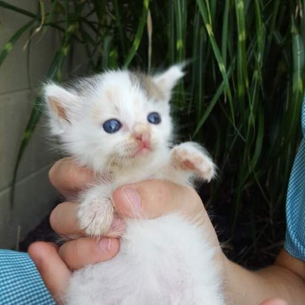 Котенок трехцветный