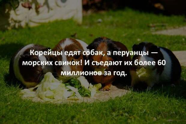 Интересные факты для любознательных