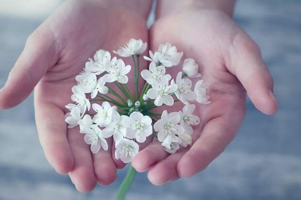 Белые цветы. Фото: pixabay.com