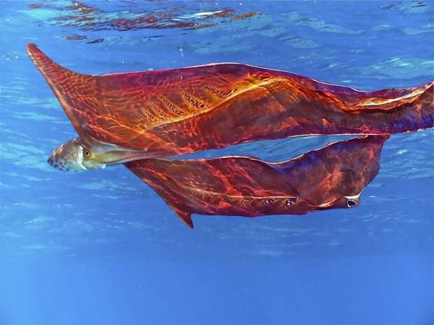 4. Осьминог-одеяло (Blanket octopus) или фиолетовый тремоктопус (Tremoctopus violaceus) 4. Осьминог-одеяло (Blanket octopus) или фиолетовый тремоктопус (Tremoctopus violaceus) странные создания, творения природы, удивительное рядом