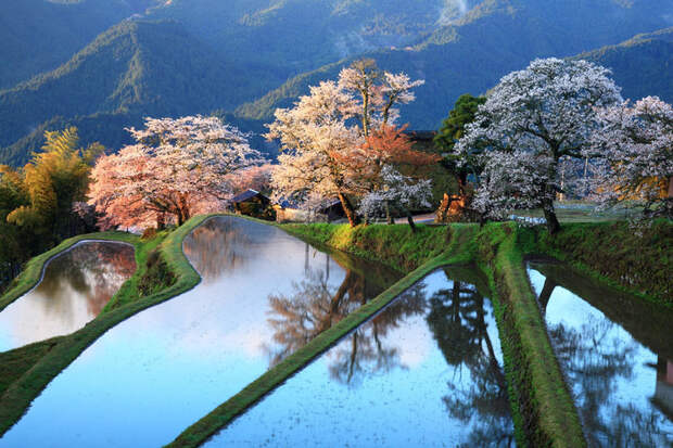 Японская весна. красивые места, красота, невероятные места, фото