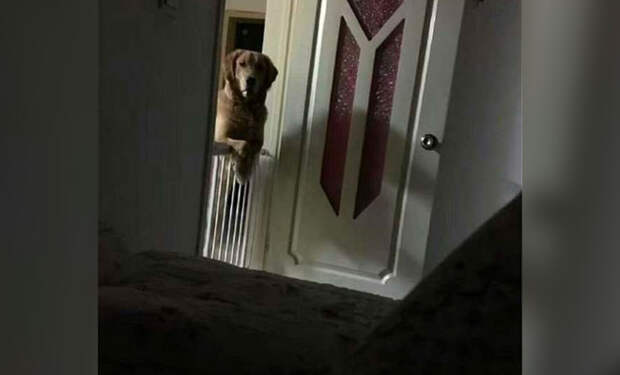 Мужчина взял из приюта собаку и очень скоро понял, что она ночью не спит, а идет к двери и смотрит на людей часами