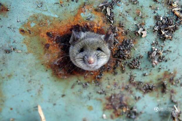 Крыса, застрявшая головой в мусорке, которая рассмешит вас до слёз (6 фото)