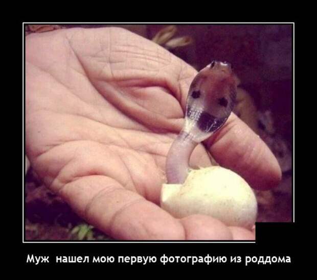 Демотиватор про змею