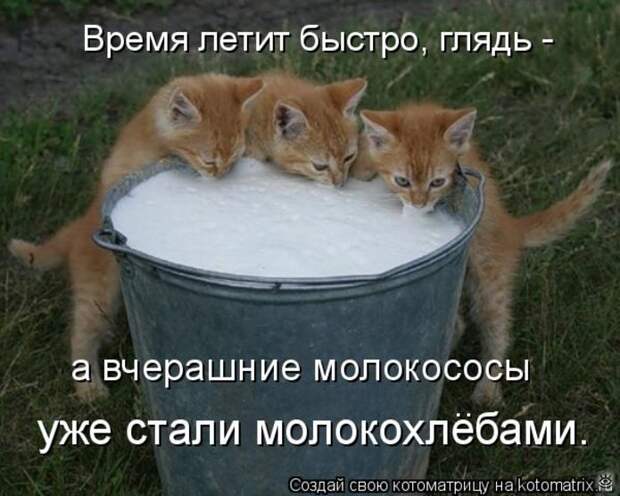 Приколы в котоматрице 16