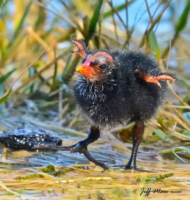 Необычный облик птенца болотной курочки  (лат. Gallinula chloropus) 