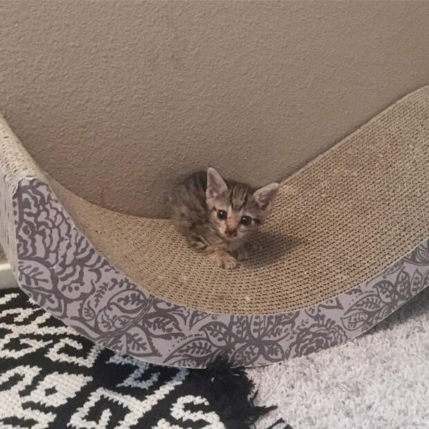 Без кота и жизнь не та