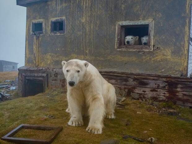 Косолапые пользуются старыми домами как убежищем от непогоды