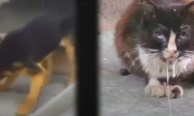 "Впервые за 10 лет": опасную болезнь обнаружили украинские врачи, карантин введен в городе на Львовщине