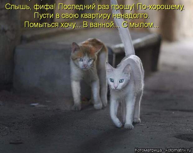 Лучшие котоматрицы недели (50 фото)