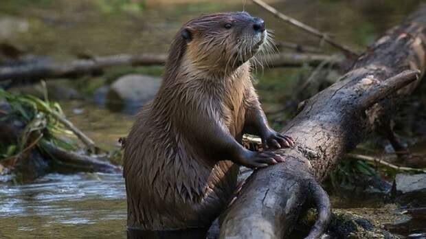 Жители Новосибирска объявили войну бобру, который плотиной угрожает подтоплением их домов