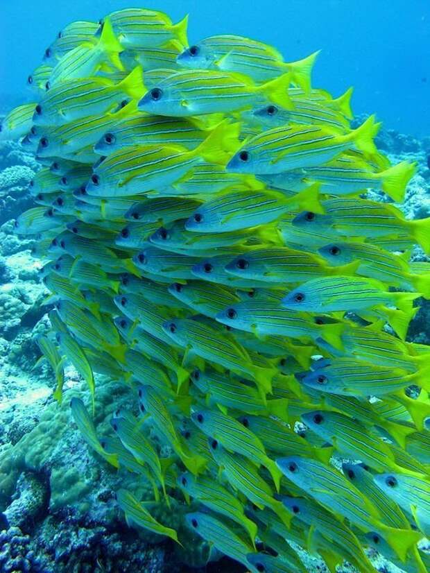 Яркость подводного царства животные, интересное, кораллы, красиво, красочно, подводное царство, природа, ярко