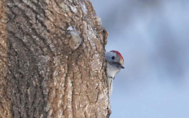 В Рязанском лесопарке насчитали шесть видов дятлов
