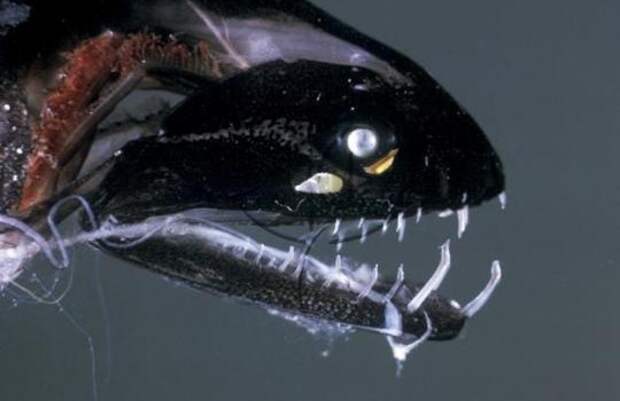 black dragonfish