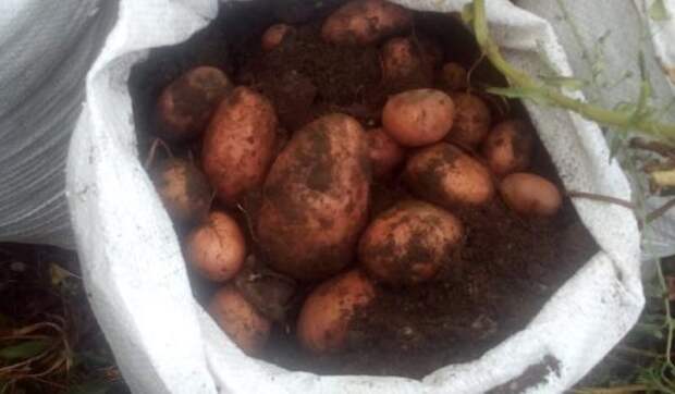 Выращиваем картошку в мешках. Отличное решение если небольшой огород или нет времени садить картошку