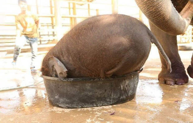 Мимишные гиганты