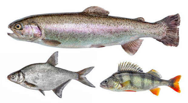 Речная рыба - источник заражения описторхозом