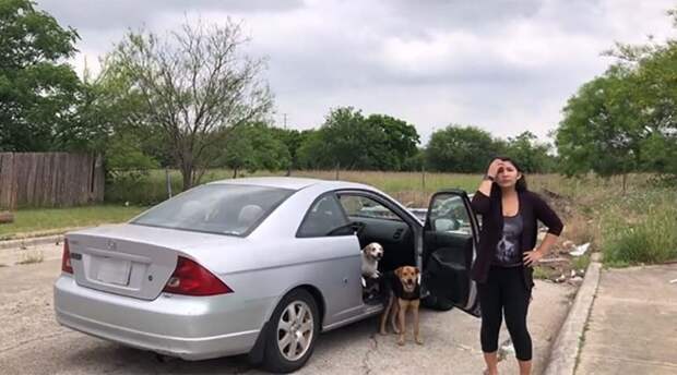 В Техасе поймали с поличным женщину, которая хотела бросить 4-х своих собак в мире, животные, история, люди, собака