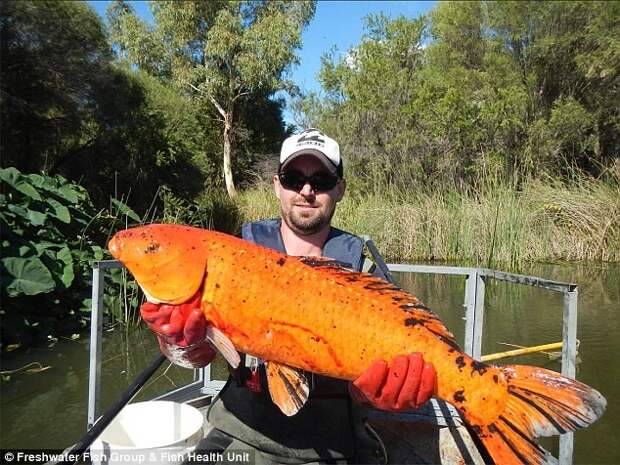Пойманный карп кои весом около 8 кг и около метра в длину является одним из 13 разновидностей новых декоративных вредителей австралия, животные, заолотая рыбка, мутант