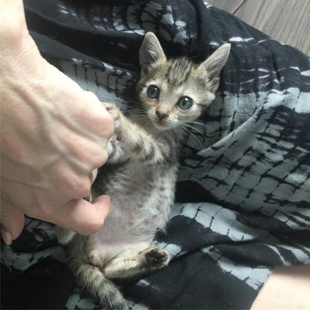 Без кота и жизнь не та