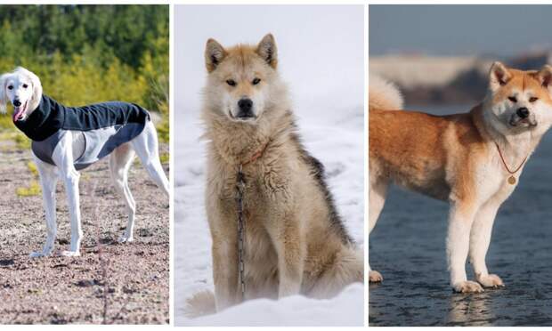 Самые древние породы собак: 10 претендентов на почетное звание