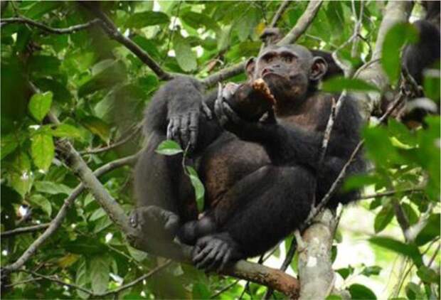 Шимпанзе охотятся на черепах, и об этом никто раньше не знал