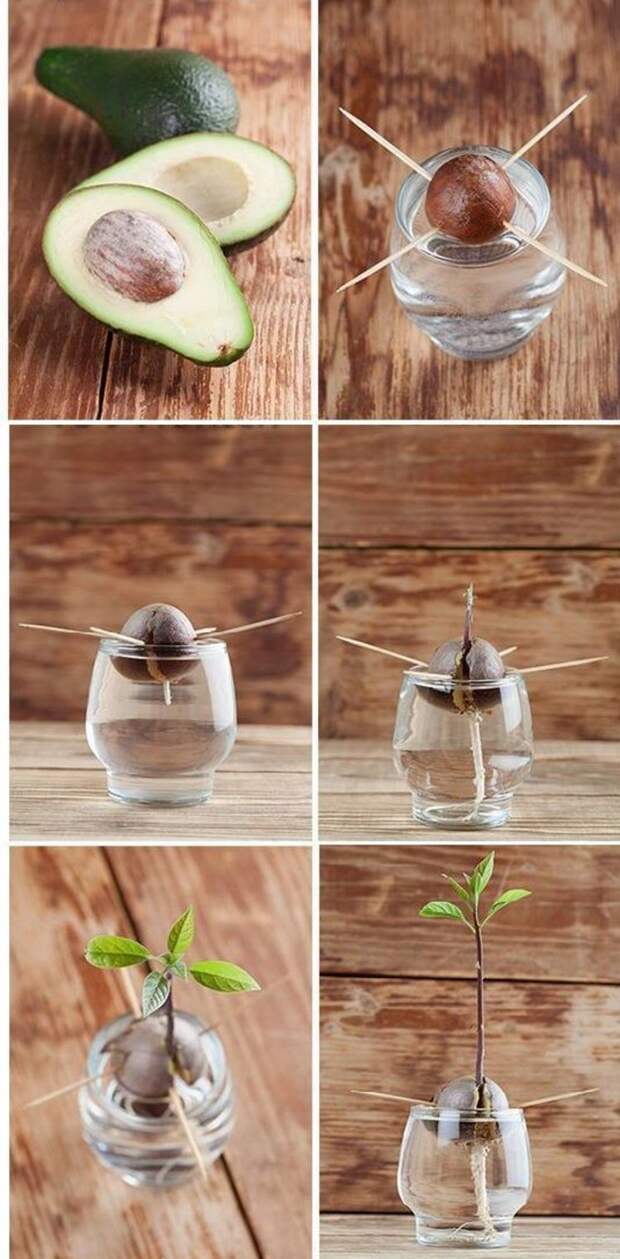 Как вырастить авокадо