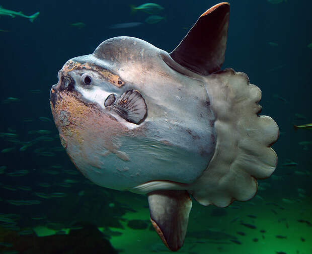 https://upload.wikimedia.org/wikipedia/commons/8/84/Sunfish2.jpg