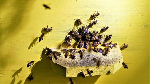 Ученые бьют тревогу: из-за сокращения популяции пчел опустеют супермаркеты