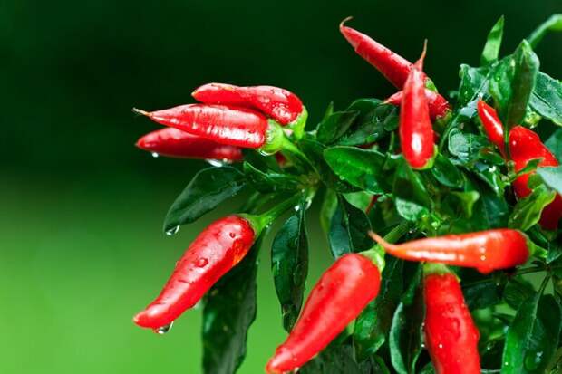 7 вкусных и полезных растений для квартиры