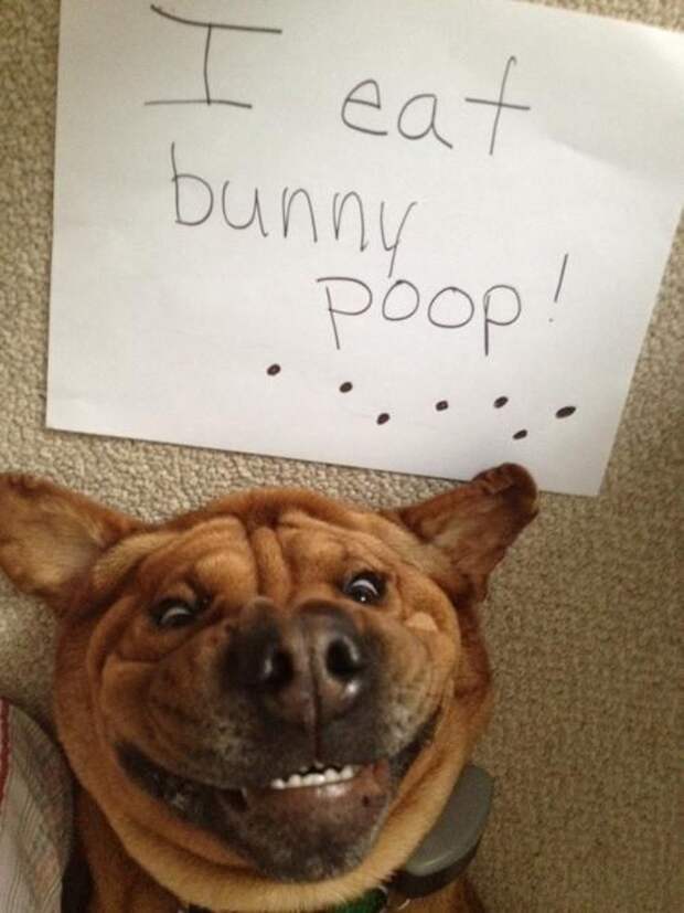 This dog who ate things it wasn't supposed to eat: