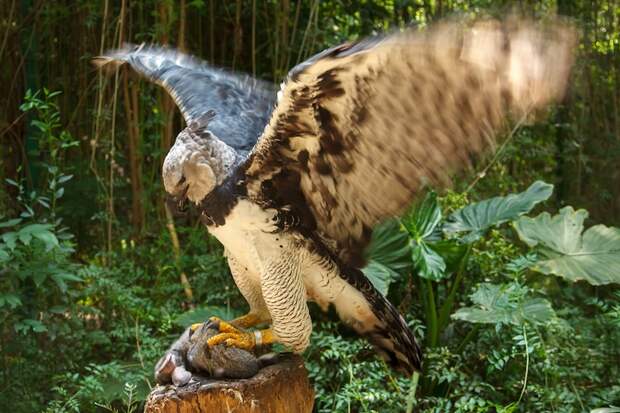Редкая Бразильская птица размером почти с человека