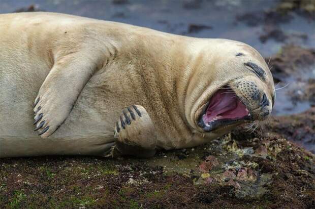 Смеющийся тюлень животные, фото, это интересно