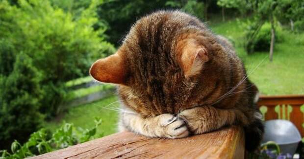 15 случаев, когда люди совершили глупость, достойную анекдота