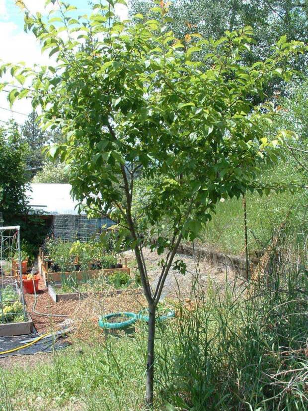 Слива домашняя (Prunus domestica)