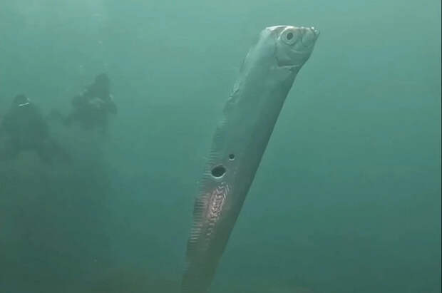 Океанолог объяснил появление предвещающих беду рыб Судного дня у берега США